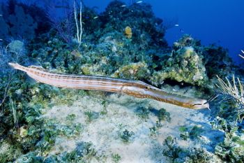 Trumpetfish in the Cayman Islands by Eric Bancroft 